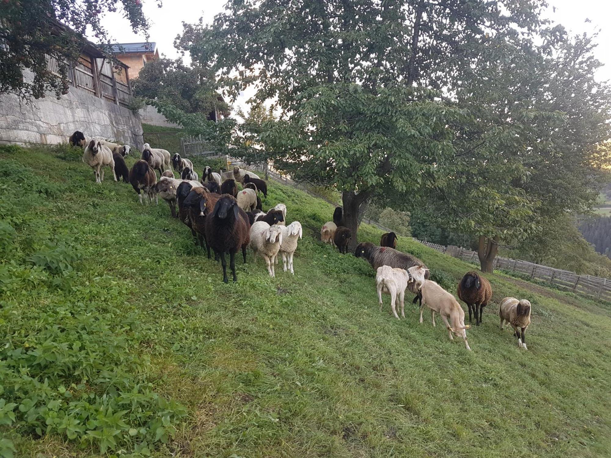ארצל אים פלאצטל Apart Alpenzeit מראה חיצוני תמונה